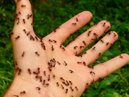 ¿Qué significa soñar con hormigas?
